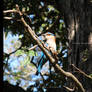 Indian Roller