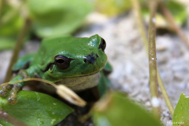 Treefrog