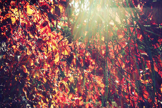 Autumn-1