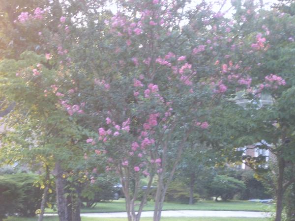 cherry blossom tree