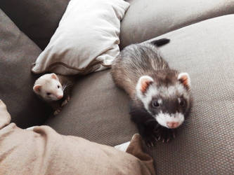 Curious Ferrets