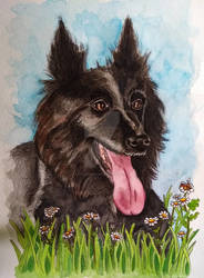 Belgian Shepherd