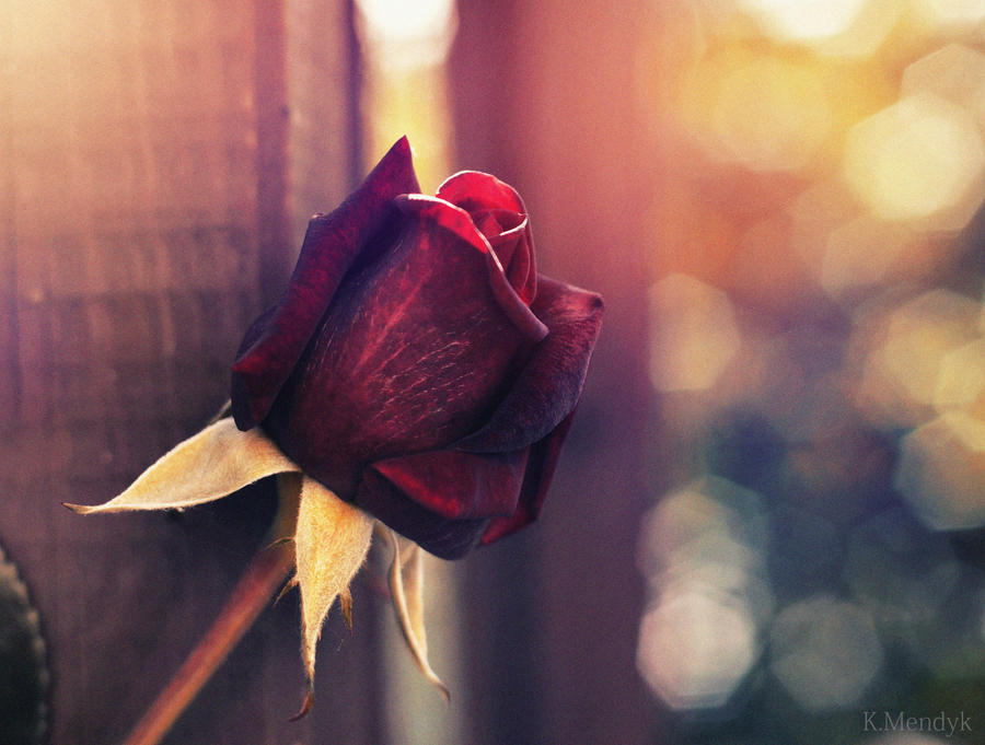 The magic rose by Clariette on DeviantArt