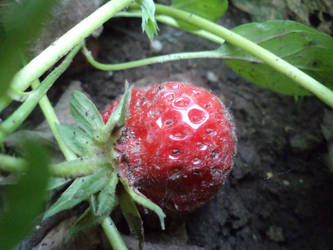 Strawberry in my garden