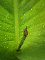 Drops on green leaf