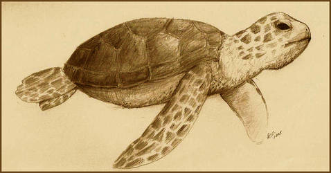 Sea Turtle