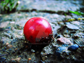 Ants On A Cherry