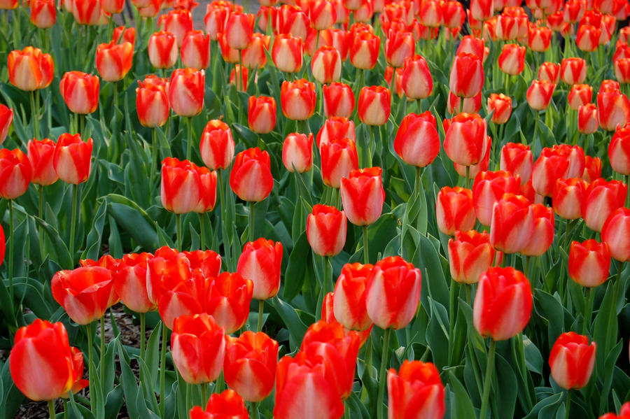Tiptoe Through The Tulips By Ocularfracture On Deviantart