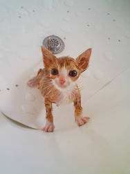 MIAUSI'S FIRST BATH