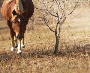GIMP Test - Texas Prison Horse