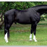 Hanoverian Stallion