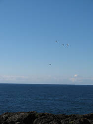 Kiama Cliffs 2