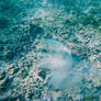 Samoa Underwater 2