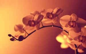 Orchid 1