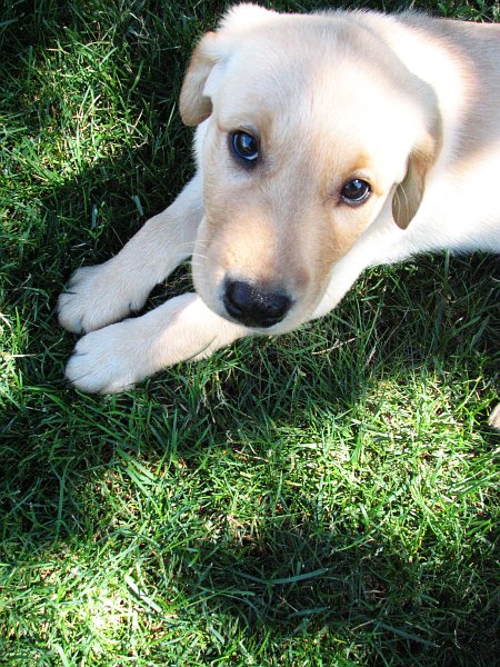 Bear-puppy