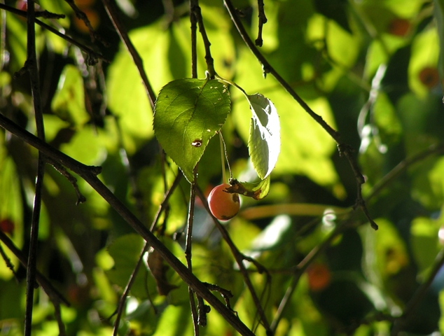 The Grape and the Vine