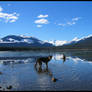 Shepherd in the Ripples