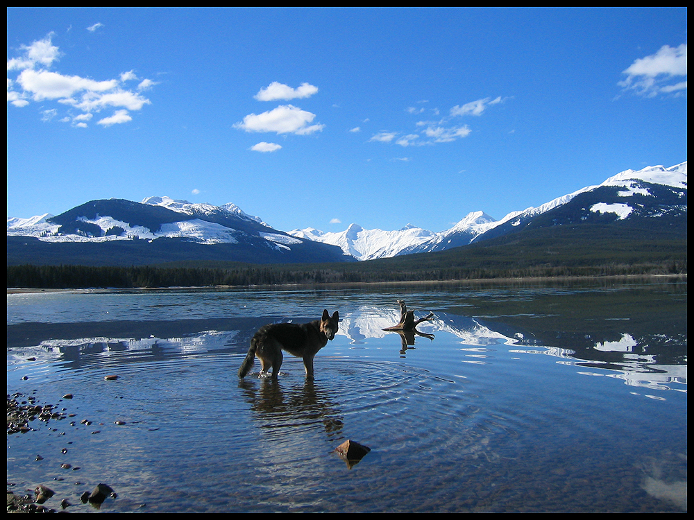 Shepherd in the Ripples