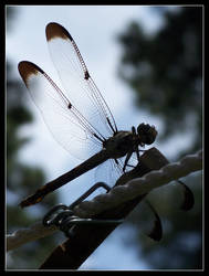 Dragonfly