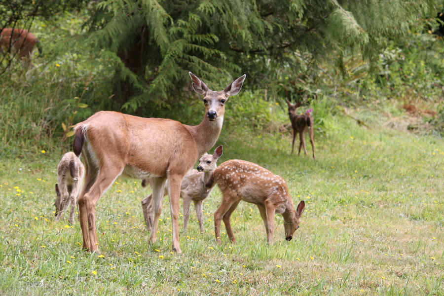 4 Fawns