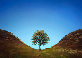 Study - Sycamore Gap by mistersaxon