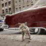 Cat on the sidewalk in New York, 1959