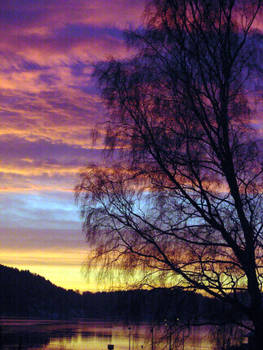 Tree in sunset