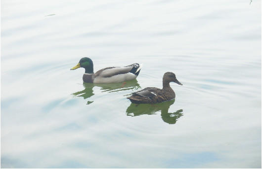 Duck love