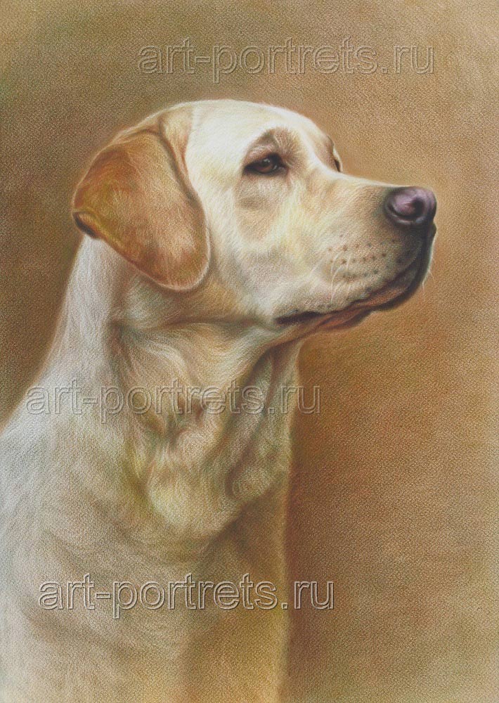 Labrador drawings by Drawing-Portraits on DeviantArt