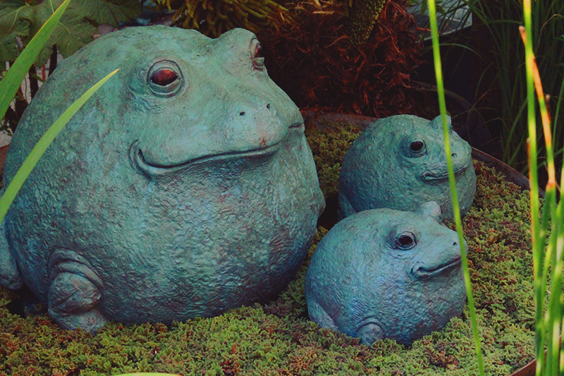 Zen Frogs