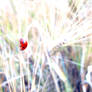 Lady bug