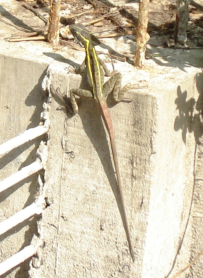 Teterete By Dragonbucaro On Deviantart From tamaskan to turkish angora, learn read below for information on 26 different animals that start with the letter t, from the small tang fish. teterete by dragonbucaro on deviantart