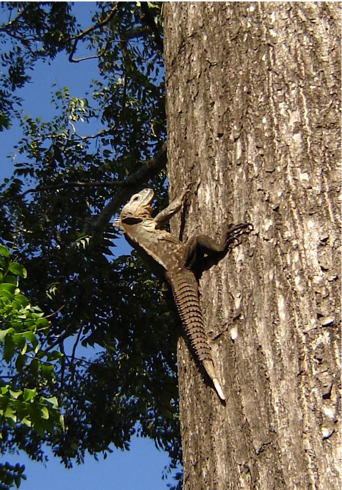 Abraza un arbol