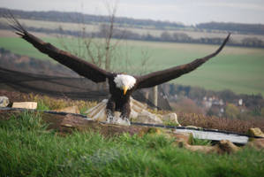 Bald Eagle 7