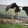 Bald Eagle 8