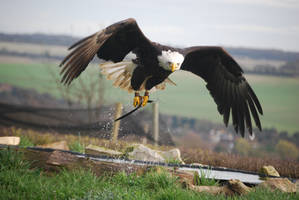 Bald Eagle 8