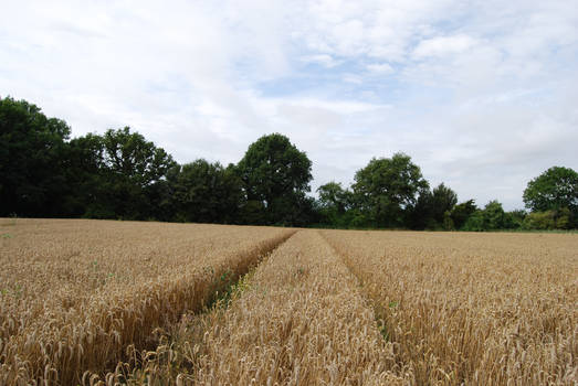Corn field 1