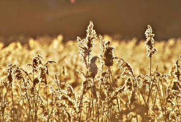 Reed, Summerfeeling