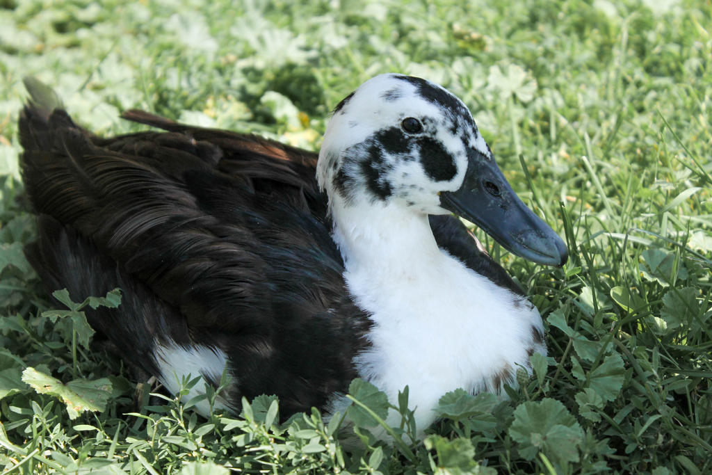 Fluffy duck