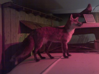 2 tailed 5 legged fox