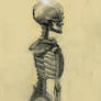 Skeleton