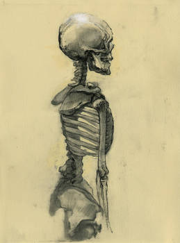 Skeleton