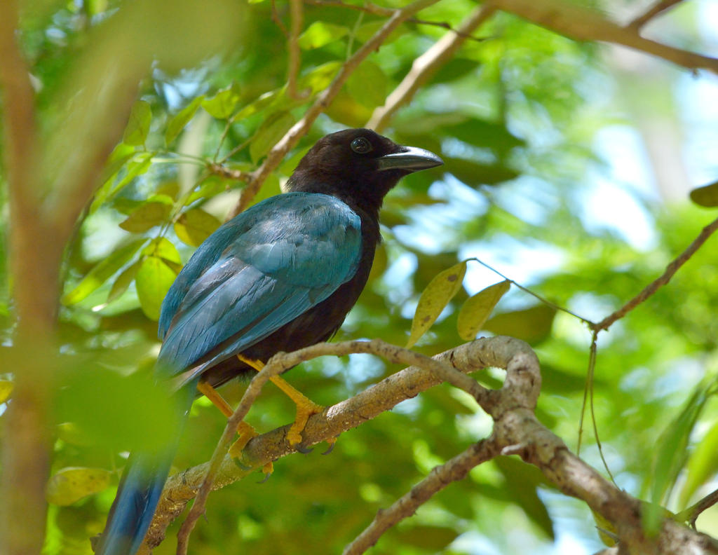 Cyanocorax Yucatanicus