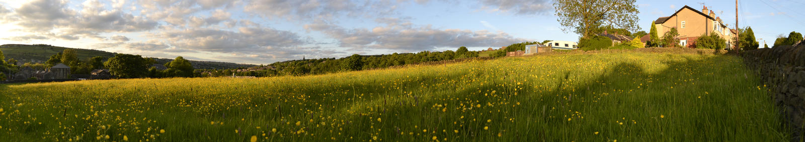 Sunny Buttercup Field Panorama