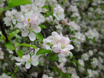 Apple Blossoms