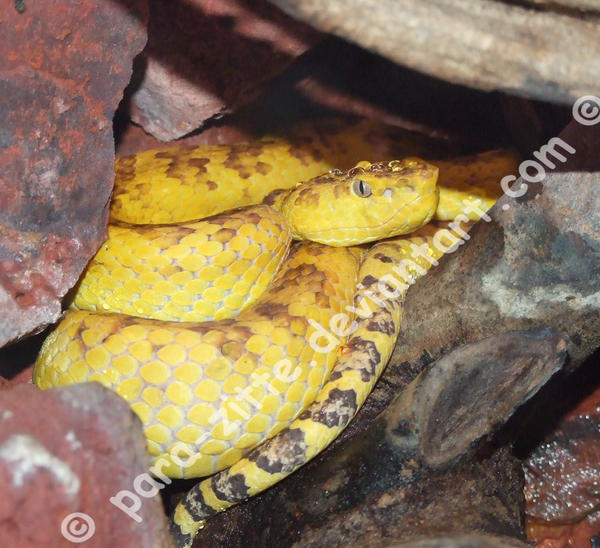 Serpent Jaune By Para zitte On DeviantArt serpent-jaune-by-para-zitte-on-deviantart