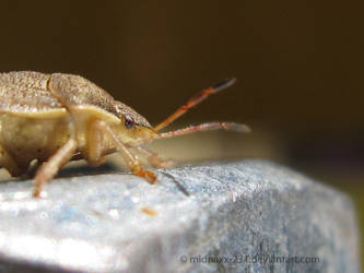 Shield Bug