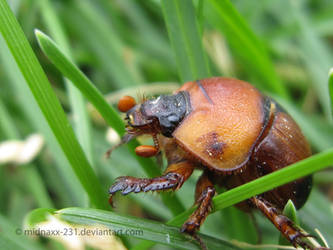 In the grass