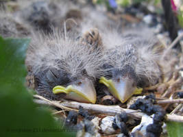 Baby Birds