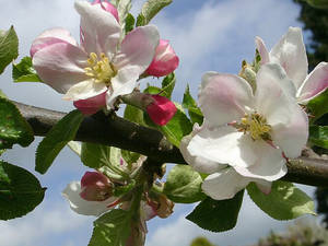 Apple Blossoms